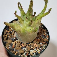 아데니움 아라비쿰Adenium arabicum compact [실물배송]