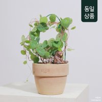 스테파니아 세파란타 구근7cm (동일상품배송) Stephania Cepharantha 스테파니 아프리카식물 다육식물 다육이 다육금 선인장 괴근식물 구근식물