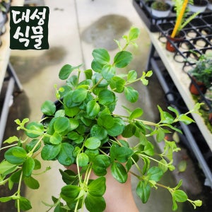 신홀리페페 홀리페페 페페로미아 공기청정식물 음지 덩쿨성 덩굴 키우기쉬운 대성식물