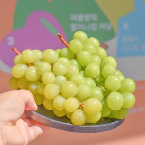 프리미엄 수출용 고당도 김천 샤인머스켓 망고포도