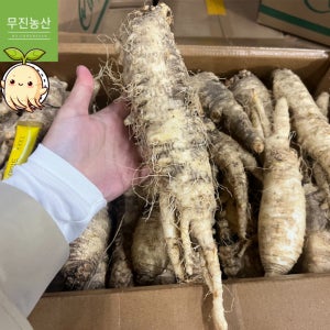 수입더덕 중국산더덕 특대10kg