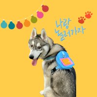 강아지 하네스 가방 똥츄백 애견 유치원 산책가방 하네스+리드줄 세트 소형 중형 대형견