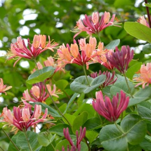 충북농원 인동나무 4종 모음전 - 포트묘