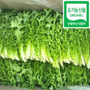 유기농 치커리 1kg, 1개
