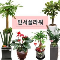 인천 계양구 개업화분 금전수고급분 식당 카페 전국당일