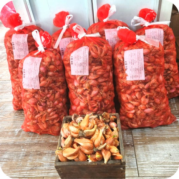 쪽파씨 쪽파 종구 특상품 국내산 예천산 1kg