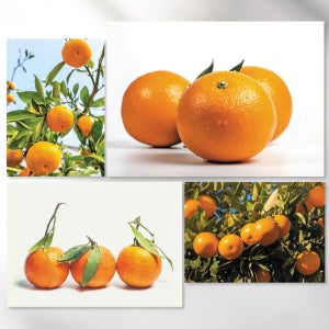 행운을 부르는 대길 대귤 밀감그림