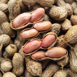 2025년 햇 땅콩 - 햇 깐땅콩 오픈