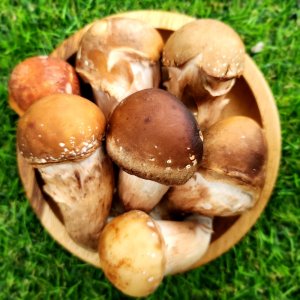 참송이버섯 일반용 선물용 500g 국내산 무농약 송이버섯 식감