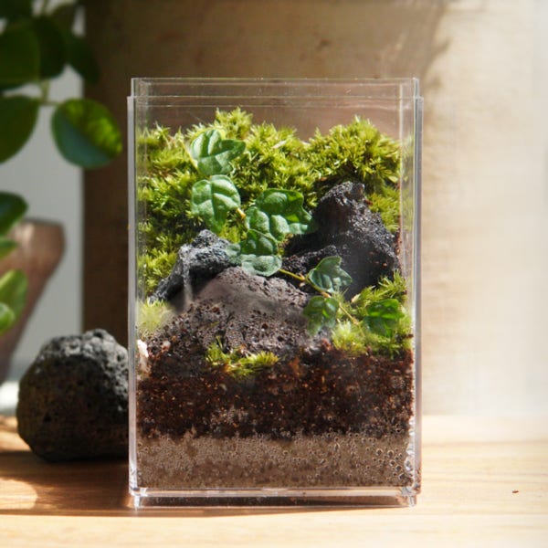 제주애기모람 테라리움 키트 만들기 DIY 비바리움 비단 이끼 키우기