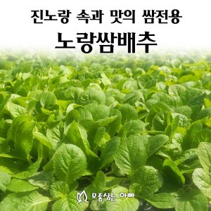 배추모종 최저가 가성비상품