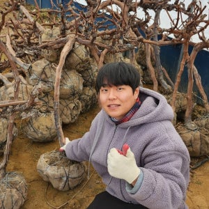 포도나무 묘목 6년 분묘 캠벨 포도 나무