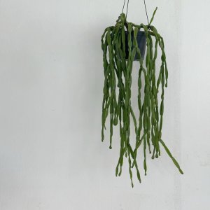 립살리스 파라독스 행잉식물 기본포트 블랙 컬러화분 인테리어식물 플랜테리어
