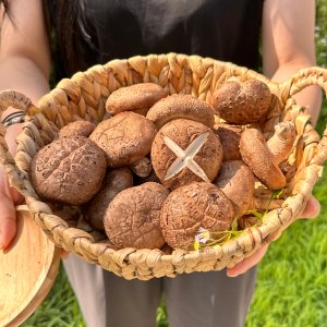 장흥 무농약 생표고 표고 버섯 국산 1kg