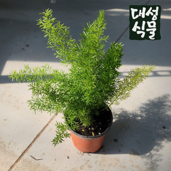 아스파라거스 메이리 소품 10cm 여우꼬리 반음지 키우기쉬운 실내공기정화식물 대성식물