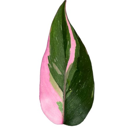 가든온 필로덴드론 핑크프린세스 무늬가예쁜 희귀식물 카페식물