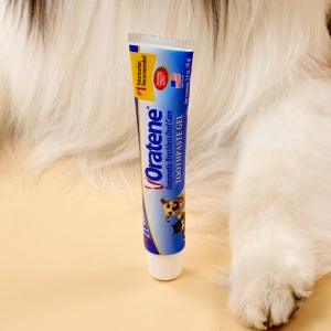 오라틴 자이목스 투스페이스트 젤 70g 강아지 고양이 구강 관리 치약