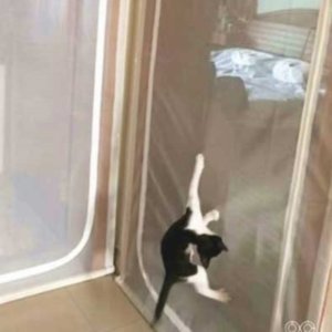 고양이중문 고양이방충망 고양이방묘창 방묘창 고양이방묘문