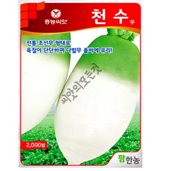 김장무씨앗 천수무종자 2000립 조선무씨 가을 국산