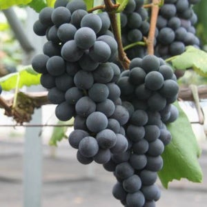 캠벨 포도나무 결실주 3년생 분묘 여름과일 서울농원묘목