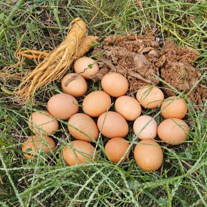 난각번호 1번 무항생제 홍삼먹은 유정란 홍삼란 청란 청계알 청계란