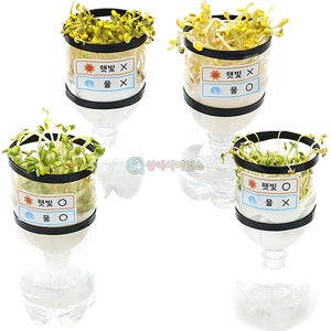 SA 햇빛과 물에 따른 콩나물 자람 비교세트(자른페트병)(1인용) 초등 과학교구 키트 만들기 5학년2학기 2단원 생물과환경 방과후 천재교과서 아이스크림 과학의날