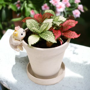 미미네아쿠아 꽃냥이는 식집사 DIY 휘토니아 세트