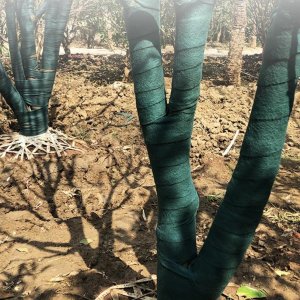 잠복소 수목보호대 나무보온재 가로수보호대 방한포 월동준비