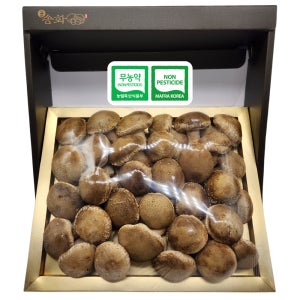 송화버섯 1kg 무농약 송화고버섯 고송 송고 버섯선물세트