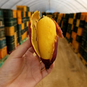 꿀 호박 고구마 국산 고구마 충남 당진 5kg 10kg 호풍미