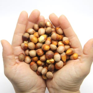 푸레아 국내산 특품 햇 냉장 깐은행 대사이즈 1kg