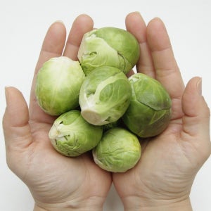 푸레아 유럽채소 특품 생 미니양배추 1kg 방울양배추 브뤼셀스프라우트 가락시장 당일새벽경매