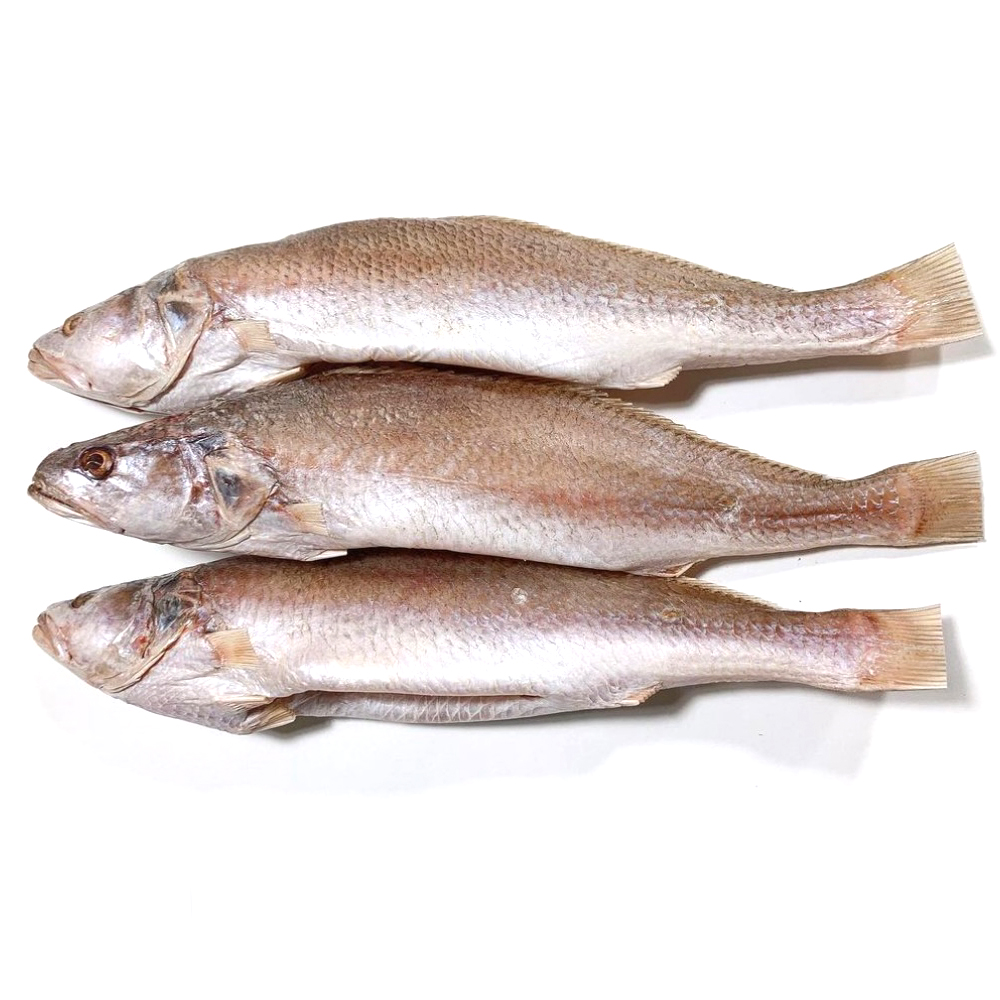 [포항시 배달] 저녁 반찬으로 딱인 민어조기 35~37cm [죽도 복만상회]