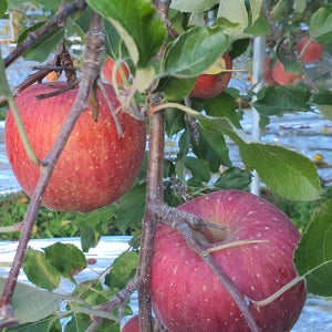 문경 부사사과 10kg 꿀사과