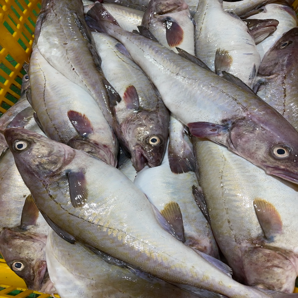 국내산 손질 생대구 매운탕 1kg (1-1.5미 매운탕소스 2팩 포함)