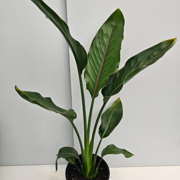 식물공장 슬릿화분 블랙화분 꽃피는 극락조 레기니아 중품 50-70cm 109