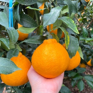 제주 산지직송 고당도 한라봉 명절 프리미엄 선물세트 가정용 2kg 3kg 5kg