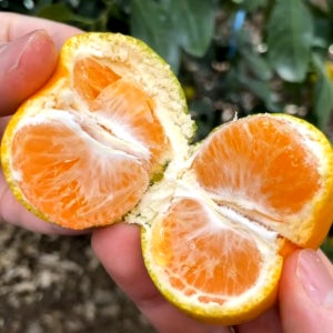 제주도 3대 감귤 농장 노지 조생 감귤 선물용 2.5kg 4.5kg 9kg