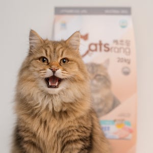 길고양이 길냥이 사료 20kg