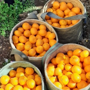 제주 위미감귤 비가림 귤 위미리 홍매향 윈터프린스 조생 감귤 타이벡 만다린10kg