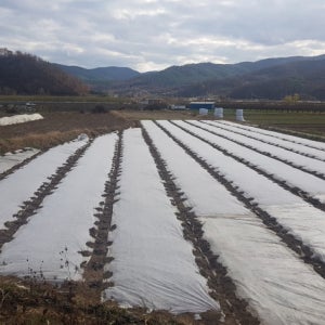 18g 폭1.6m 길이400m농업용부직포 서리방지부직포 고추 마늘 양파 쌈채소 한랭사 텃밭