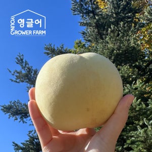 설아복숭아 정품 1.2kg(3-5과) 산지직송 달콤 쫀득 고당도 첫눈 설도 설리 설아 복숭아 1.2kg, 1개