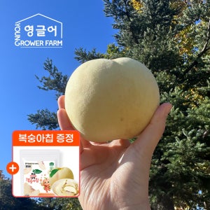 설아복숭아 1.2kg(3-5과) [증정] 특대과 산지직송 쫀득 달콤 고당도 첫눈 겨울 설도 설리 복숭아 1.2kg, 1개