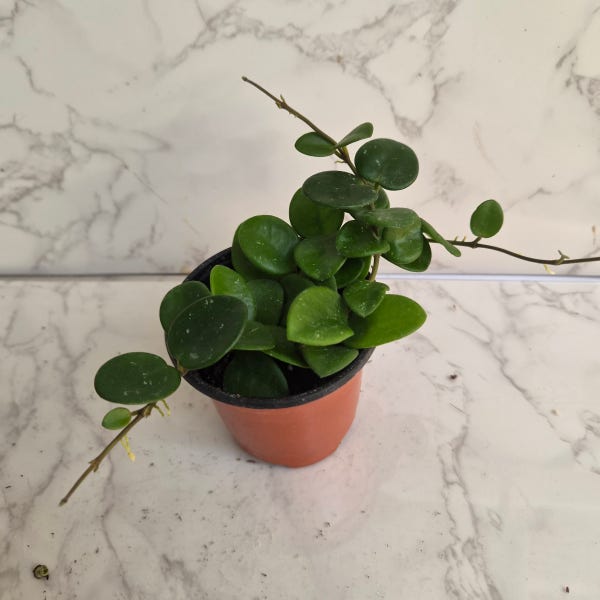 호야 마틸드 마틸다 h.mathilde 8cm 행잉식물