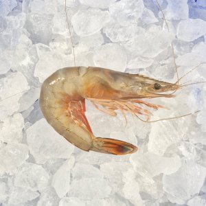 국내산 자연산 대하 왕새우 특대 1kg(12미)캠핑 구이 선물세트