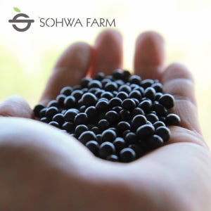 10kg코너 2025년 국산 쥐눈이콩10kg 약콩 서목태 검은콩