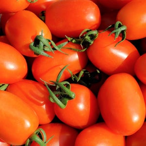 유기농 무농약 토마토 대추 방울토마토 1kg 2kg 5kg 당일수확 산지직송