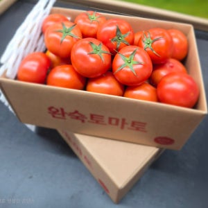 산지직송 유럽종 완숙토마토 2kg 프리미엄 최상품 2박스구매시 1kg 추가발송