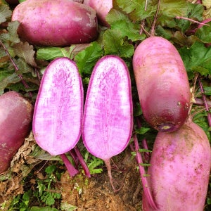 봉다리셰프 국산100 자색무 5kg,10kg