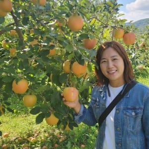 문루즈 사과나무묘목 속빨간사과나무 접목특묘